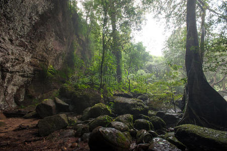 天线 树叶 森林 薄雾 环境 丛林 雨林 国家的 植物 雪碧