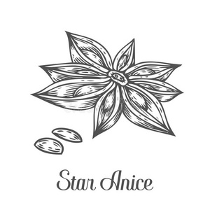 手绘草图矢量插图白色. 辛辣的草药. 明星八角涂鸦设计厨师插画