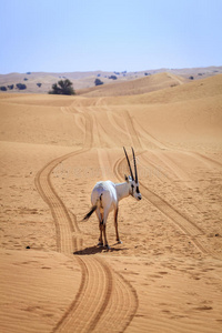阿拉伯大羚羊