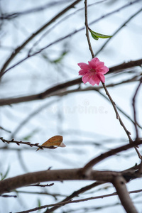 春天的花朵。 春天梅花盛开，