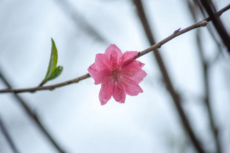 春天的花朵。 春天梅花盛开，