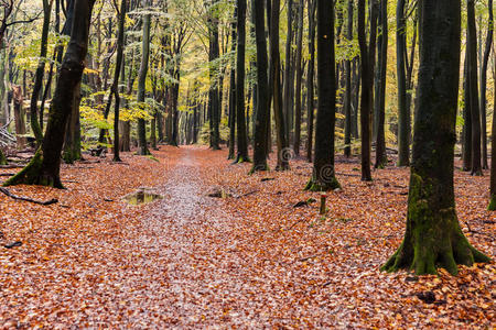 美丽的秋林路在荷兰斯普尔德博斯，在太阳