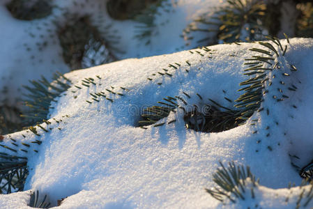 雪中针叶树的枝条