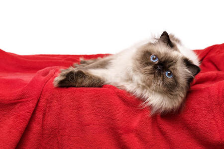 可爱的波斯彩点猫躺在柔软的红色毯子上