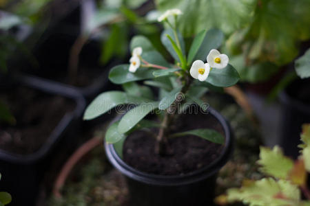 樟树白色花朵的家庭植物