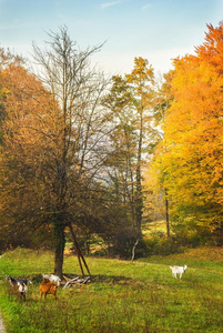 家庭山羊户外绿草景观