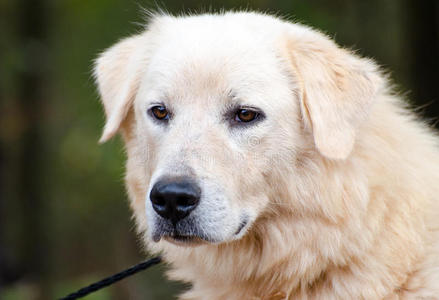 伟大的比利牛斯牲畜护卫犬