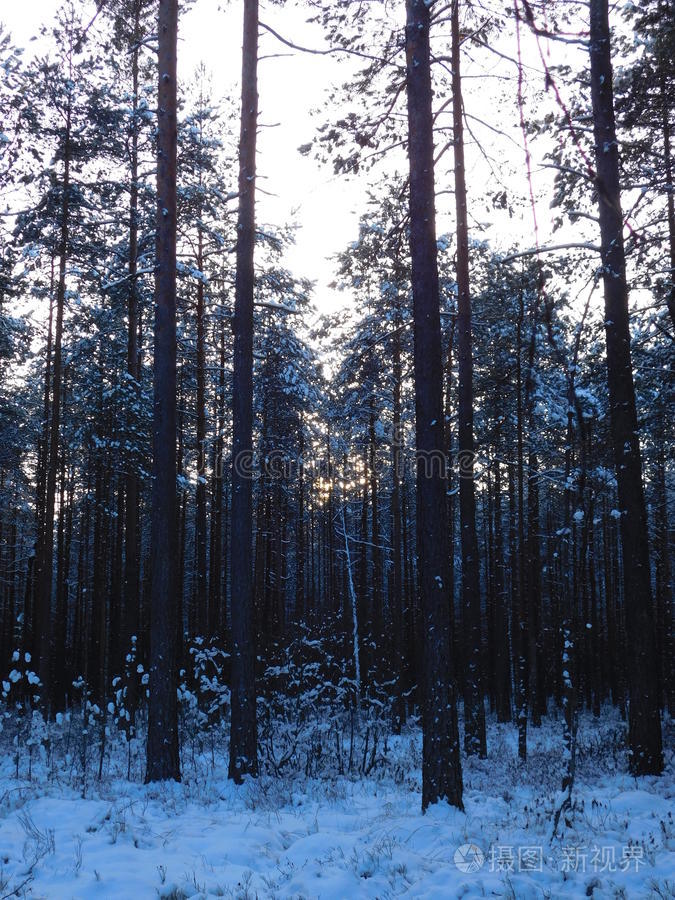 冬季森林。