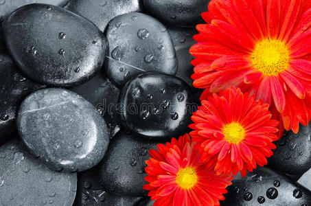 花在黑色鹅卵石上的水滴作为背景