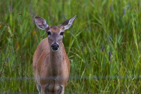 白尾鹿 自然 白尾 领域 动物 处女座 野生动物 冬天 草地