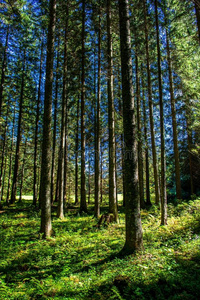 植物 环境 风景 树叶 公园 小山 保护 国家的 生态系统