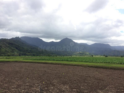 考艾 内内 农场 夏威夷 景点 哈纳雷 夏威夷语 山谷 农事