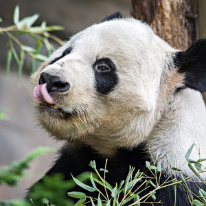 大熊猫吃绿色竹子