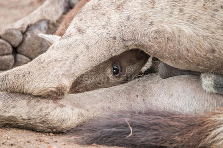 鬣狗分娩方式图片