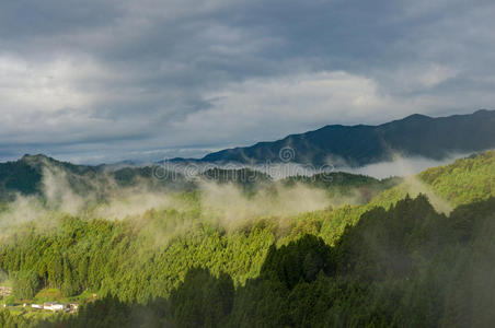 小山 日本人 森林 国家 薄雾 情景 蒸发 早晨 日本 乡村
