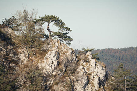 山景