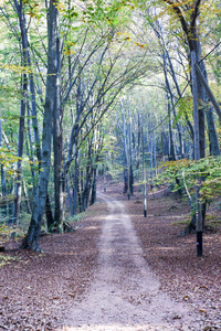 卡罗纳树林上的秋树和小径