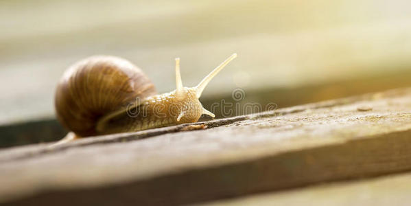 在蜗牛速度移动图片