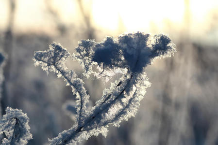 植物的分支覆盖着雪冬宏