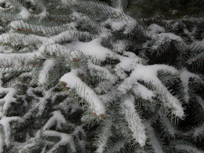 冷冰冰的 寒冷的 假日 圆锥体 下雪 圣诞节 降雪 植物