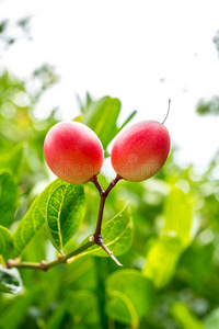 健康 水果 质量 栽培 农业 卡隆达 综合 作物 粉红色
