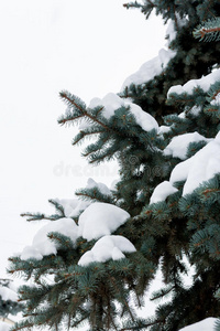 自然 云杉 圣诞节 寒冷的 季节 森林 冬天 美丽的 假日