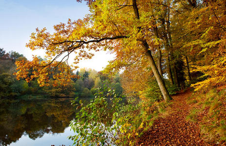 秋天的树立在湖边。