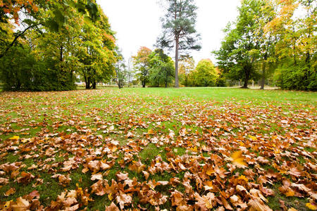 秋天公园里五彩缤纷的树叶