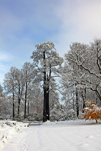 阳光明媚的白雪覆盖的公园