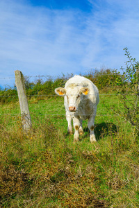 勃艮第多肉乡郊的奶牛