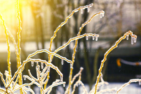 冻在冰树枝上,冰树照片