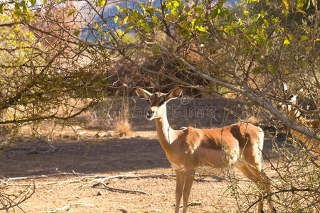 南非羚羊，比兰斯堡国家公园。非洲