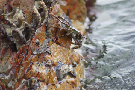 海边岩石下的螃蟹