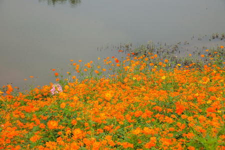 重庆巴南花卉世界花园湖畔百花盛开