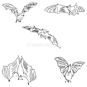 不同位置的蝙蝠。手绘铅笔素描