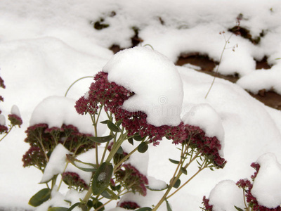 冬天白雪下的花