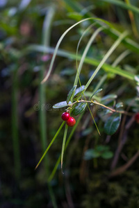 阿尔泰森林里的草莓