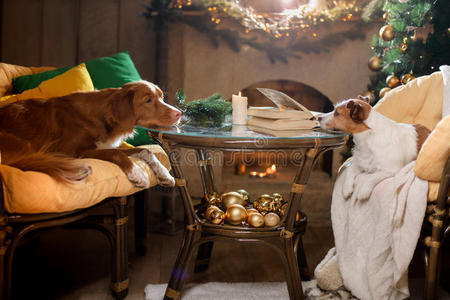 狗杰克罗素猎犬和狗新星斯科蒂亚鸭子收费猎犬。 圣诞节2017年，新年