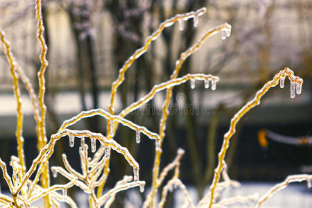 冻在冰树枝上，冰树