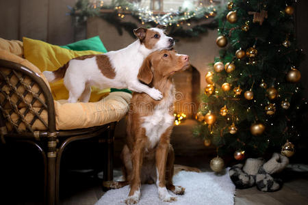 狗杰克罗素猎犬和狗新星斯科蒂亚鸭子收费猎犬。 圣诞节2017年，新年