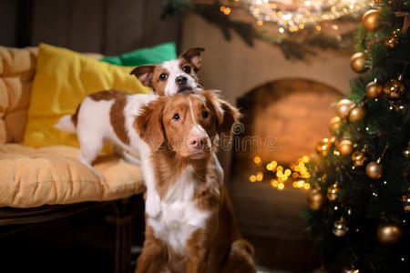 狗杰克罗素猎犬和狗新星斯科蒂亚鸭子收费猎犬。 圣诞节2017年，新年