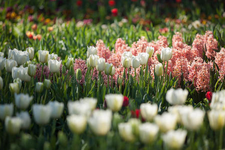 五颜六色的郁金香花