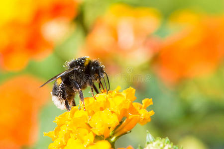 大黄蜂在马缨丹花上采蜜
