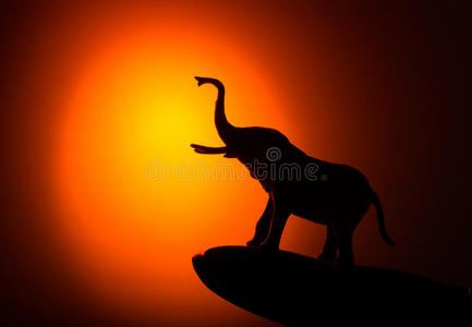 黄昏 动物 夏天 哺乳动物 树干 非洲 游猎 日落 大象