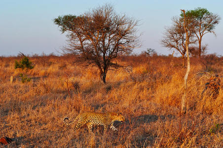 环境 非洲 游戏 灌木 假期 草地 蜜月 生态学 灵感 猫科动物