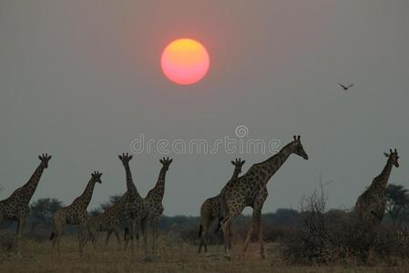 长颈鹿非洲野生动物背景在夕阳下