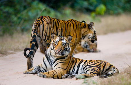 一群野生老虎在路上。 印度。 班达夫加国家公园。 马迪亚邦。