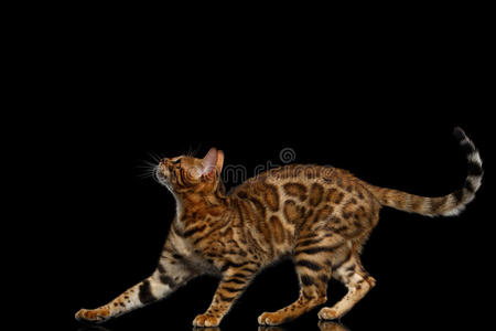 猫耳朵头像可爱的品种孟加拉猫孤立在黑色背景照片