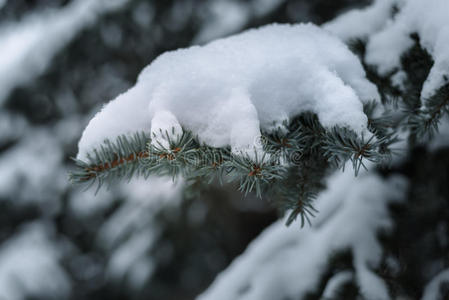 第一场雪落在树枝上，构图自然背景