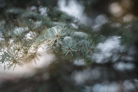 第一场雪落在树枝上，构图自然背景